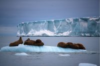 Ученый предположил, в чем причина одновременного резкого потепления в Арктике и Антарктике