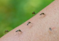 Как обезопасить себя от укусов насекомых: совет врача-аллерголога